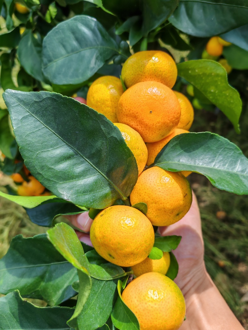 桂林金秋砂糖橘，上市