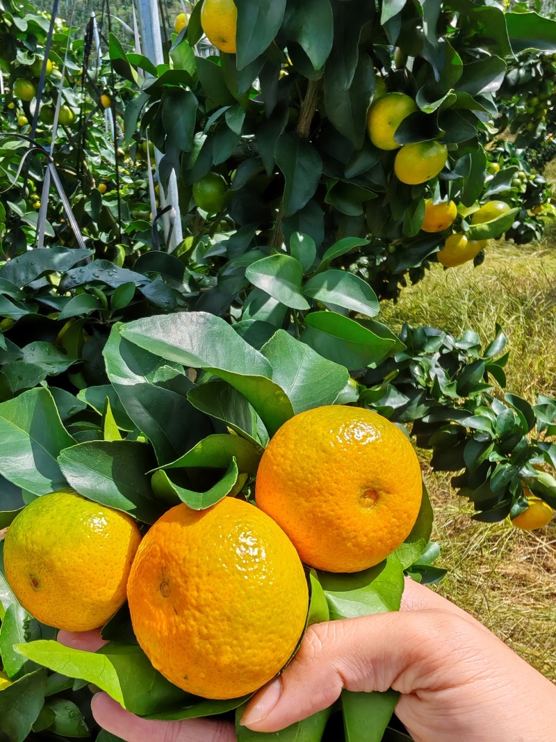 桂林金秋砂糖橘，上市