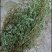 人字草中药材250克新货正品新鲜干货丁葵草乌龙草丁贵草乌