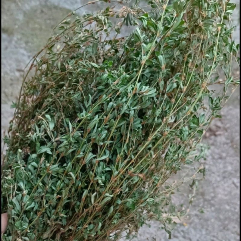 人字草中药材250克新货正品新鲜干货丁葵草乌龙草丁贵草乌