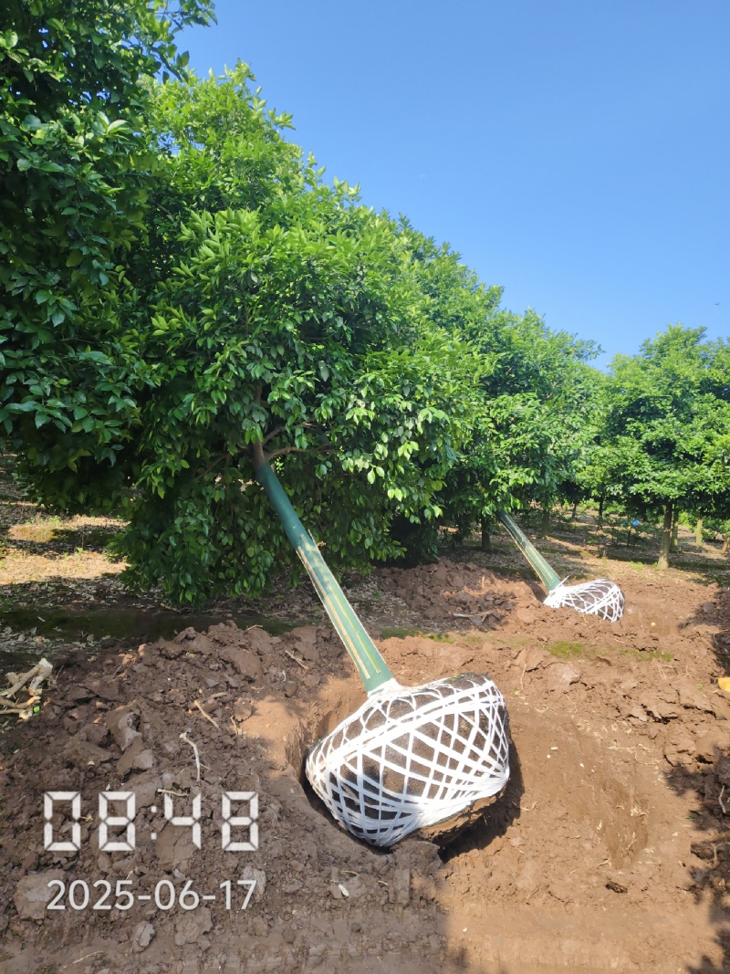D15高分枝香橼树