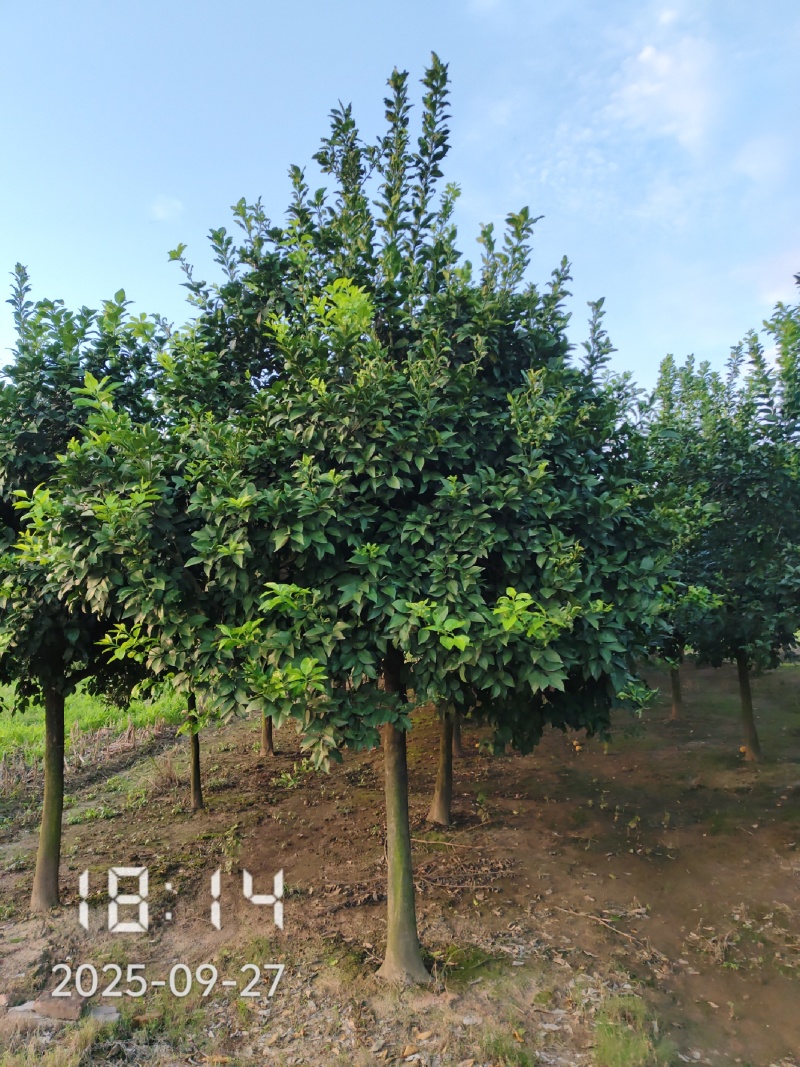 D15高分枝香橼树