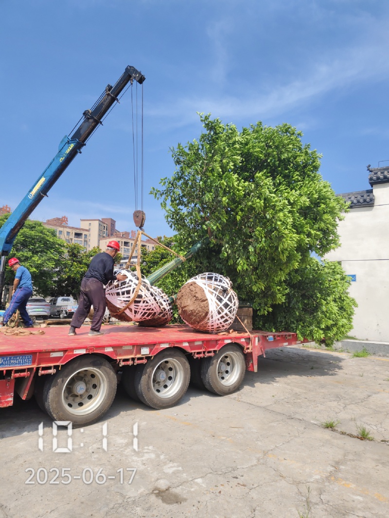 D15高分枝香橼树