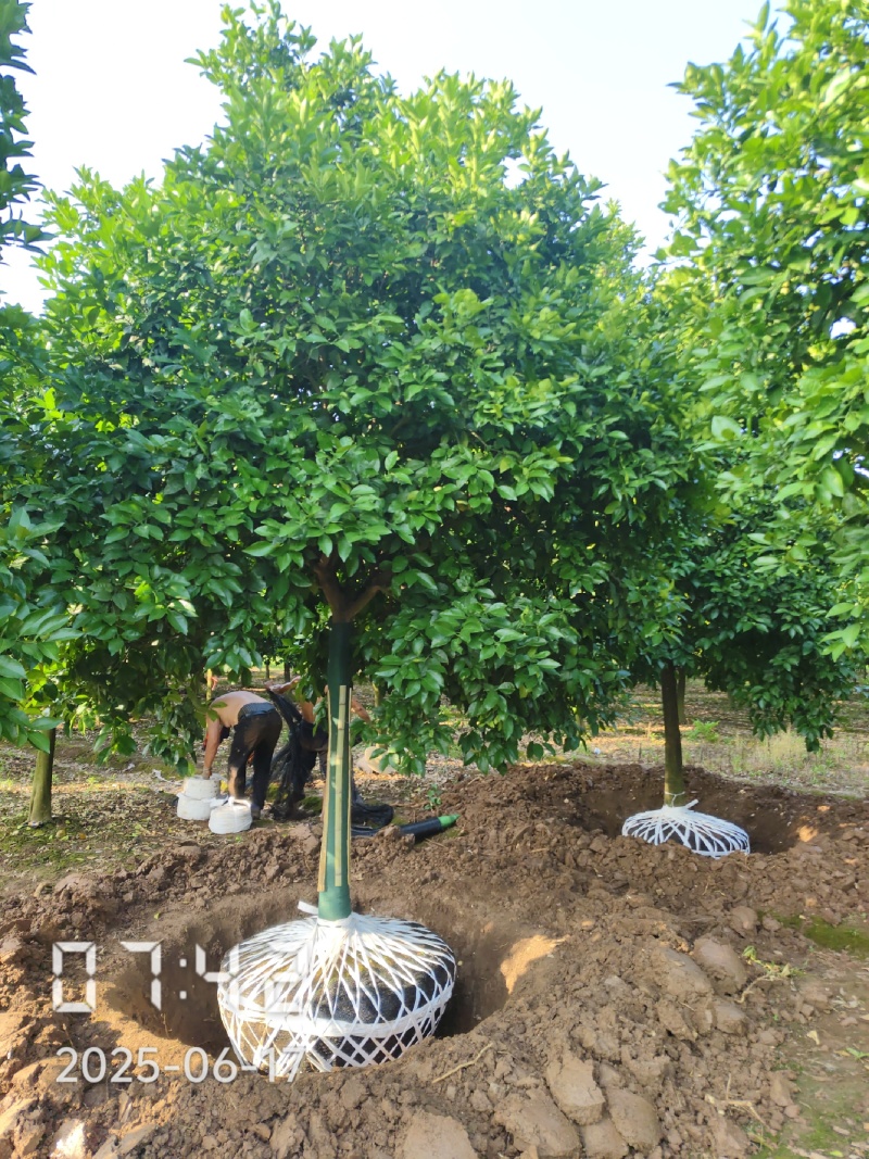 D15高分枝香橼树