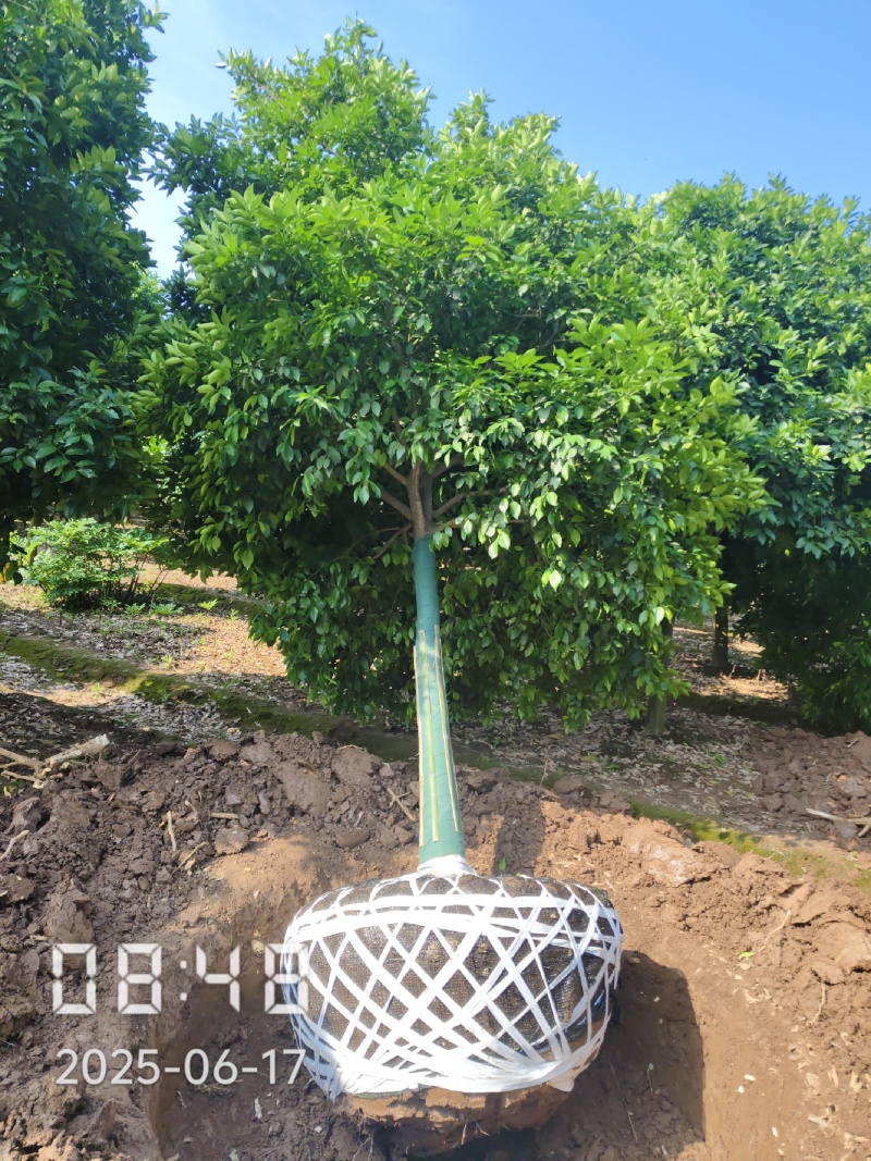 D15高分枝香橼树