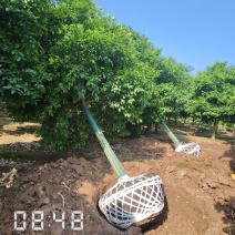 D15高分枝香橼树