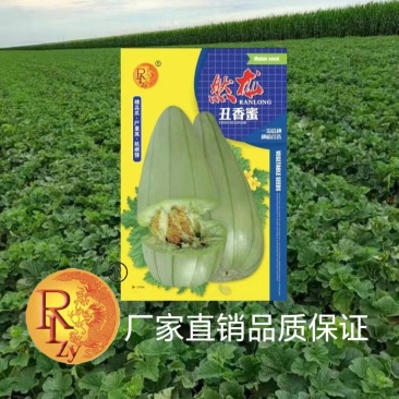 然龙丑香蜜甜瓜种子500粒/袋耐储运