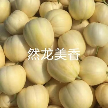 龙甜美香薄皮甜瓜种子黄白瓜类型近圆形早熟