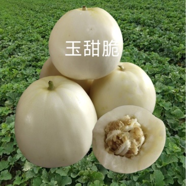 白皮白肉甜瓜种子500粒/袋可视频看货支持线上付款交易