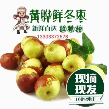黄骅孔店冬枣代办