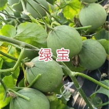 绿宝甜瓜种子早熟