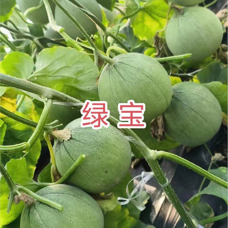 绿宝甜瓜种子早熟