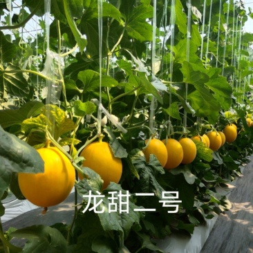 龙甜二号厚皮哈密瓜甜瓜种子黄皮黄肉