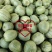 然龙香酥蜜（芝麻蜜）甜瓜种子