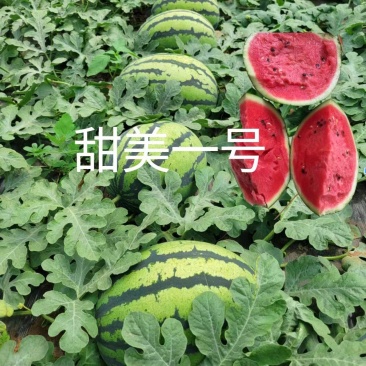 甜美一号甜王西瓜种子大果型大红瓤耐储运皮毛好