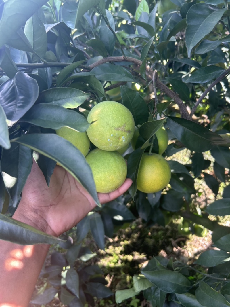 云南冰糖橙多汁多水对接电商通货
