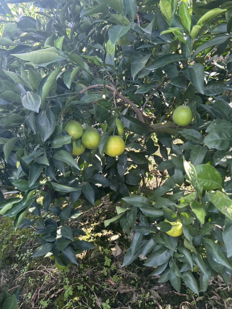 云南冰糖橙多汁多水对接电商通货