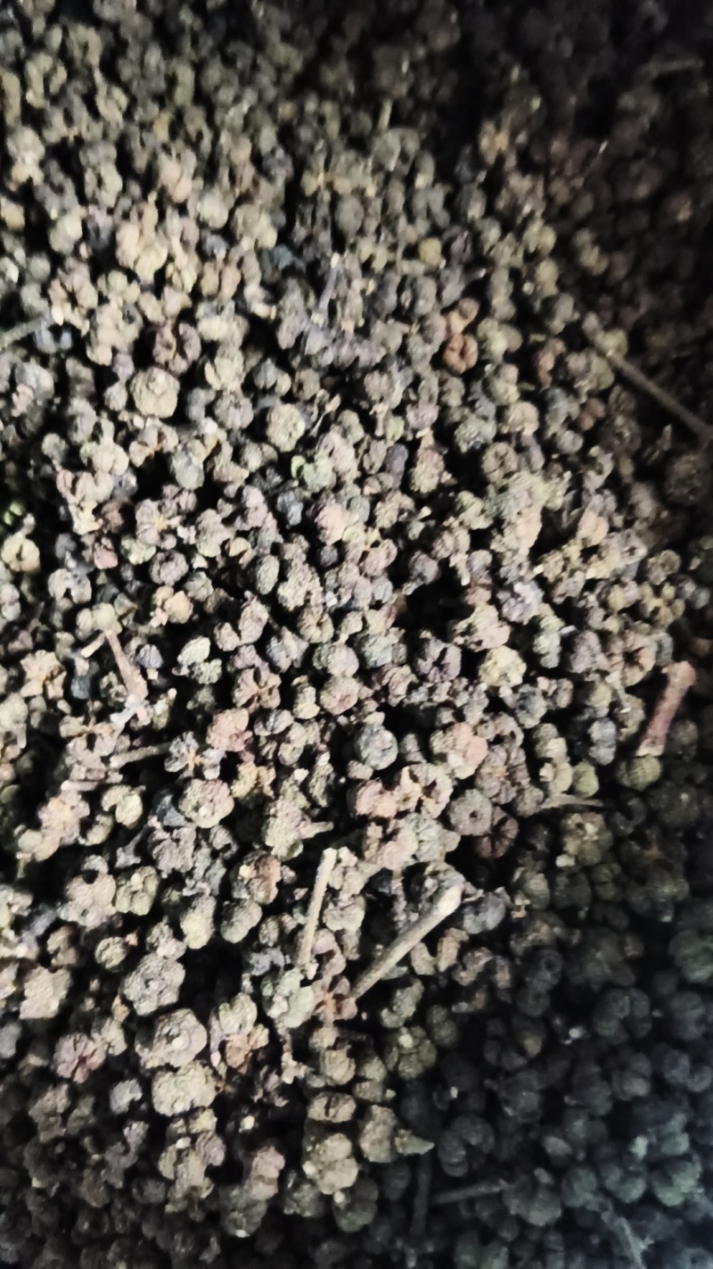 吴茱萸，中花吴茱萸，吴茱萸干货，江西中花吴茱萸