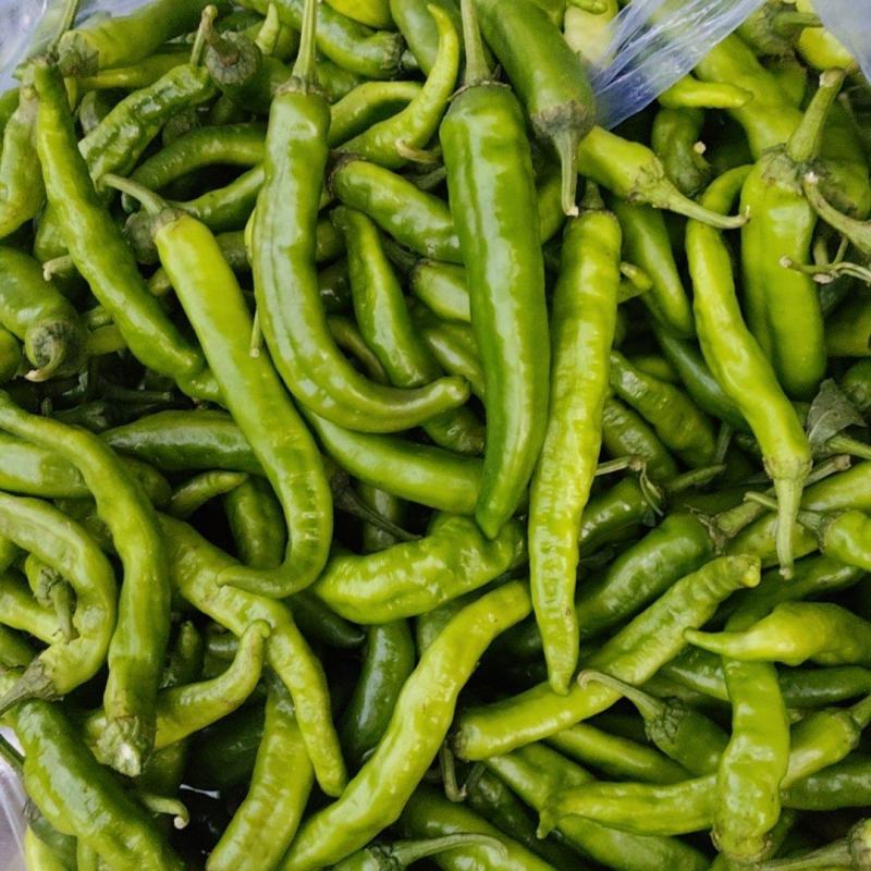湘研55，陆地，露天种植，尾气食堂货