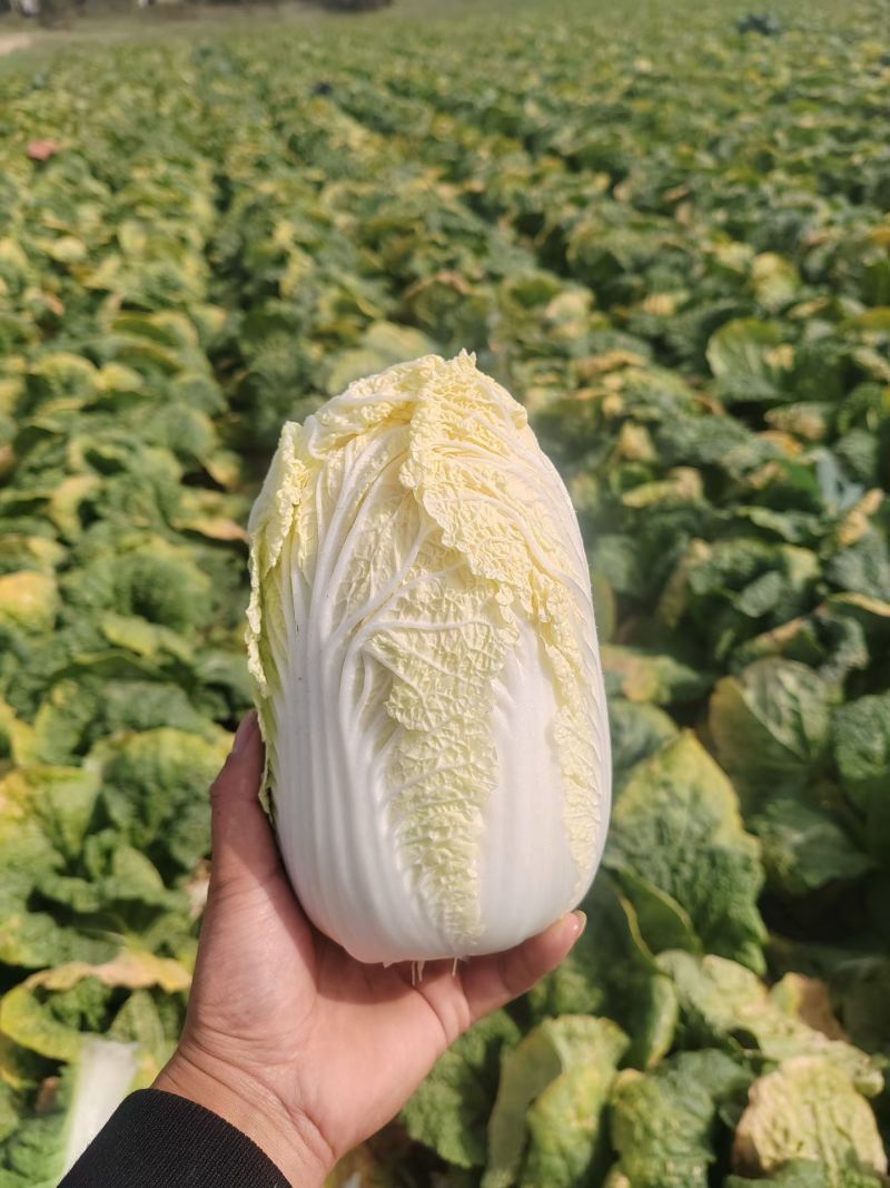 兰州高原娃娃菜