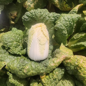 兰州高原娃娃菜