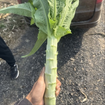 沈阳莴笋南方小精品，
