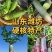 冰淇淋萝卜产地直供支持商超电商社区团购一件代发欢迎采购