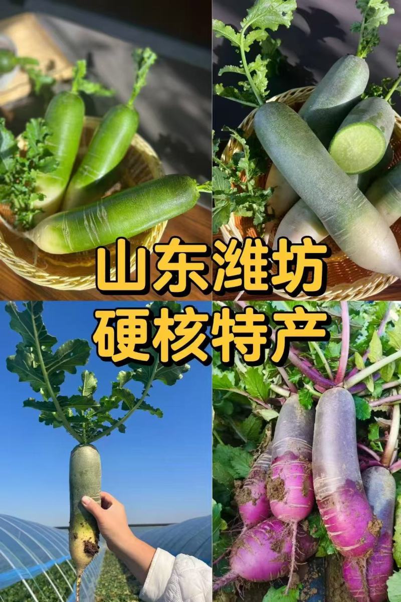 冰淇淋萝卜产地直供支持商超电商社区团购一件代发欢迎采购