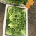 唐山绿叶生菜大量供应