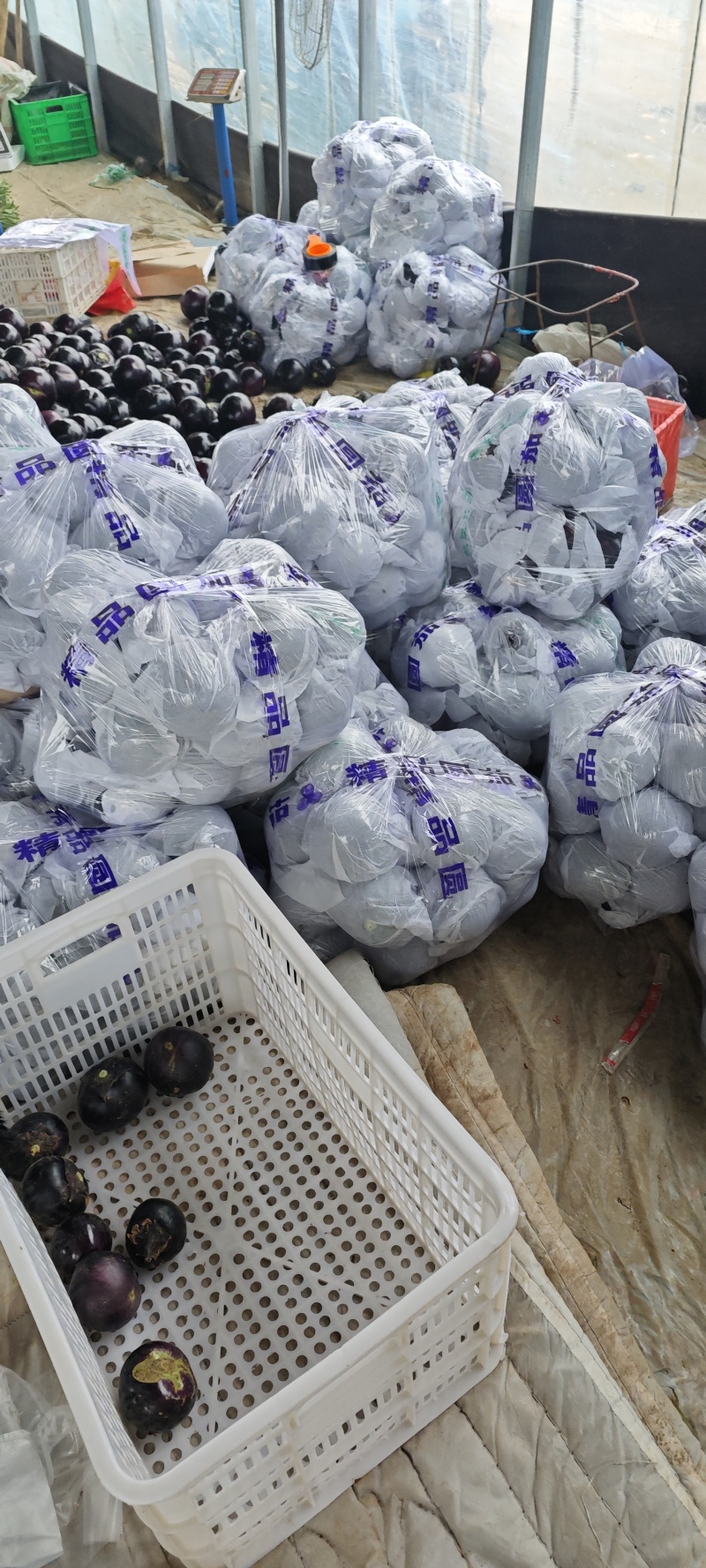 山东紫光圆茄，大量上市中专业对接市场，电商，商超，欢迎前