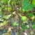 无花果挂果树苗栽上当年挂果南北方均可栽培一年四季都挂果包