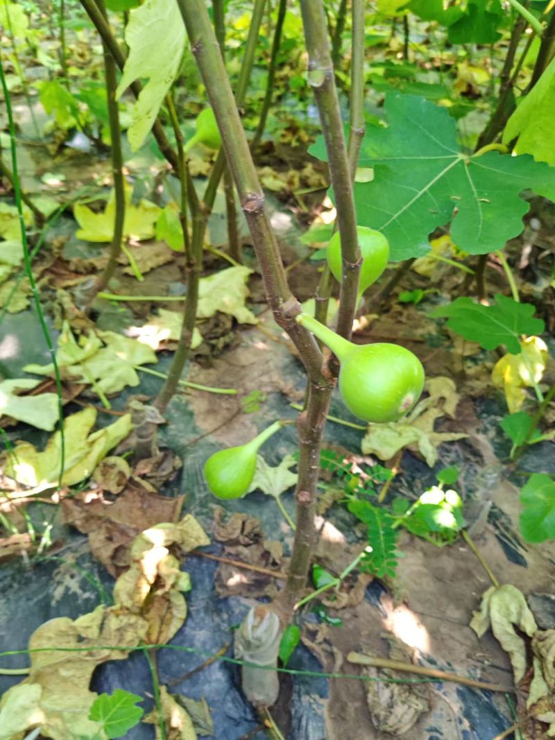 无花果挂果树苗栽上当年挂果南北方均可栽培一年四季都挂果包