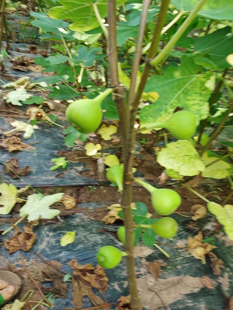 无花果挂果树苗栽上当年挂果南北方均可栽培一年四季都挂果包