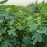 无花果挂果树苗栽上当年挂果南北方均可栽培一年四季都挂果包
