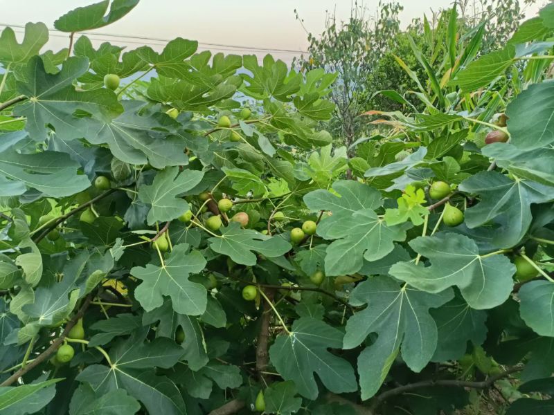 无花果挂果树苗栽上当年挂果南北方均可栽培一年四季都挂果包
