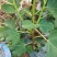 无花果挂果树苗栽上当年挂果南北方均可栽培一年四季都挂果包