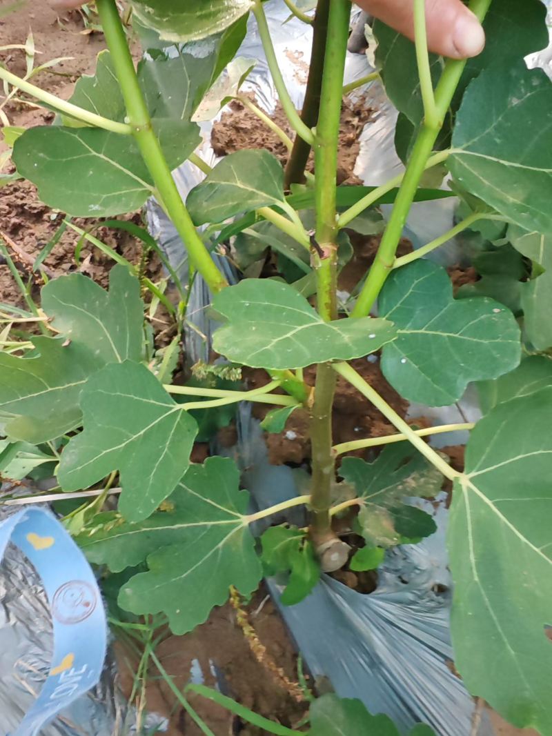 无花果挂果树苗栽上当年挂果南北方均可栽培一年四季都挂果包