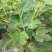 无花果挂果树苗栽上当年挂果南北方均可栽培一年四季都挂果包