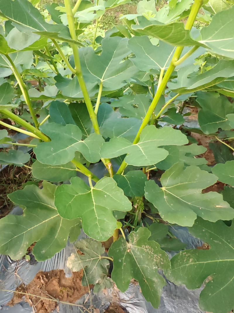 无花果挂果树苗栽上当年挂果南北方均可栽培一年四季都挂果包