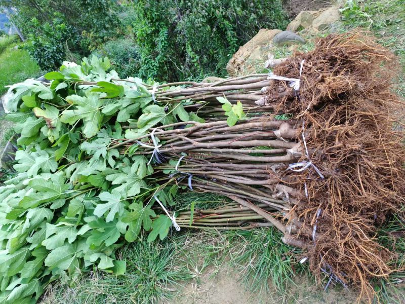 无花果挂果树苗栽上当年挂果南北方均可栽培一年四季都挂果包