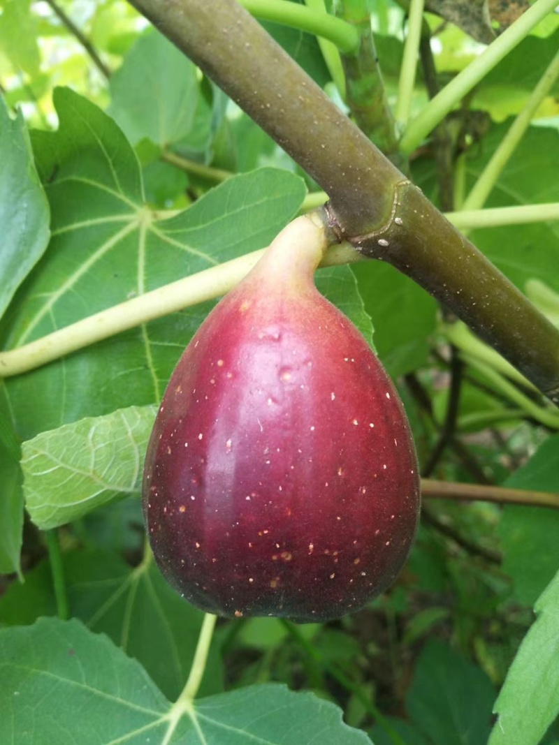 无花果挂果树苗栽上当年挂果南北方均可栽培一年四季都挂果包