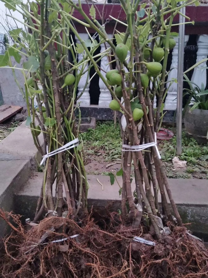 无花果挂果树苗栽上当年挂果南北方均可栽培一年四季都挂果包