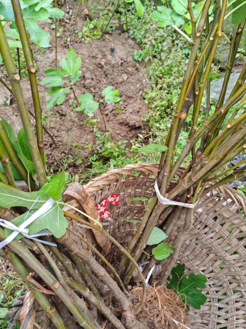 无花果挂果树苗栽上当年挂果南北方均可栽培一年四季都挂果包
