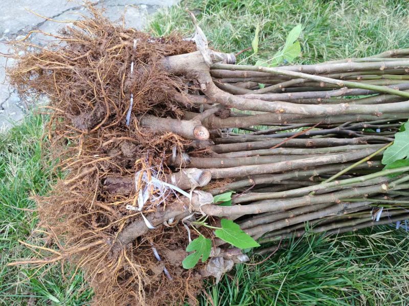 无花果挂果树苗栽上当年挂果南北方均可栽培一年四季都挂果包