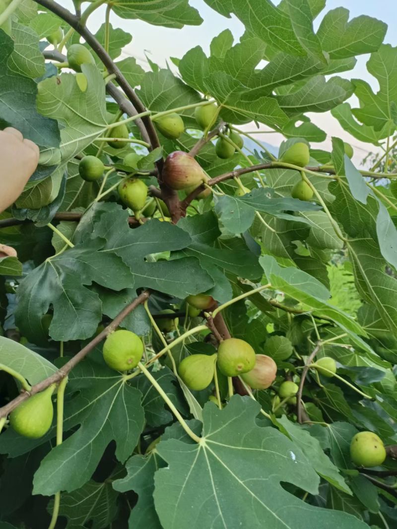 无花果挂果树苗栽上当年挂果南北方均可栽培一年四季都挂果包