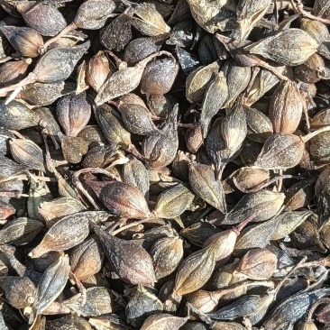 延安老山干连翘，野生连翘，家种连翘