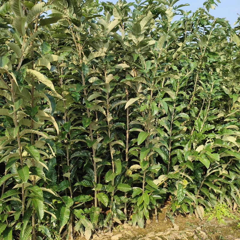 板栗苗板栗嫁接苗板栗实生苗，全国发货，质量保证