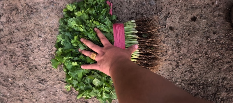 【推荐】精品香菜产地直发大量现货叶面干净可视频看货
