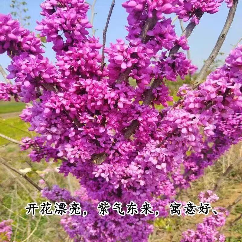 紫荊苗紫荆小苗1一8公分，规格齐全紫荆树紫荆花树苗