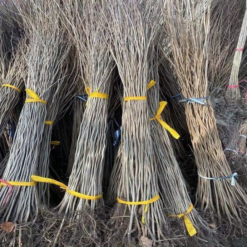 紫荊苗紫荆小苗1一8公分，规格齐全紫荆树紫荆花树苗